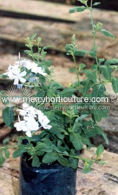 Plumbago auriculata (Capensis)